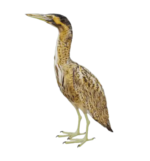Botaurus stellaris