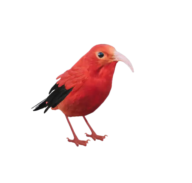 Drepanis coccinea